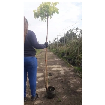 KLON kulisty żółty szczepiony na pniu - sadzonki 150 / 180 cm